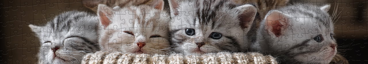 Katzen-Puzzles